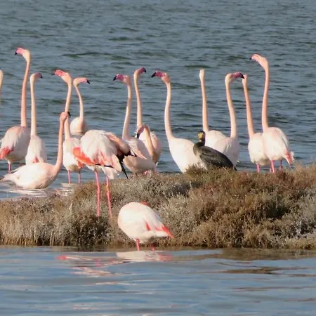 Au Cœur De Palavas, Maison De Pêcheur Climatisée Et Pleine De Charme - 50m De La - Commerces&commodités - Laconciergeriebynina *